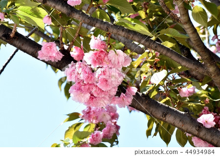 Satozakura blooming in Mitaka Nakahara (double cherry blossoms) 44934984