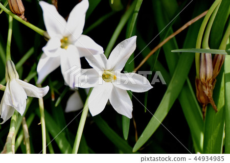 White Hanilla blooming in Mitaka Nakahara 44934985
