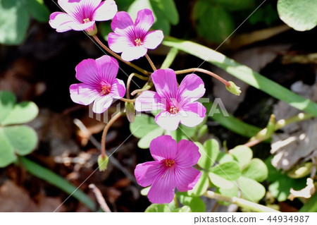  Imokatabami blooming in Mitaka Nakahara 44934987
