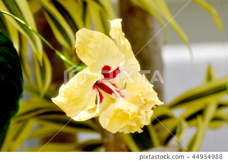 Yellow Hibiscus (Lemon Flamingo) Blooming in Chofu Botanical Garden 44934988