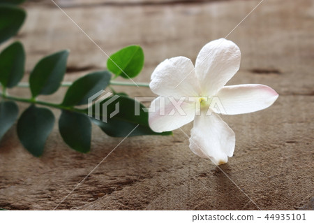 Jasmine White Princess Jasmine White Princess 44935101