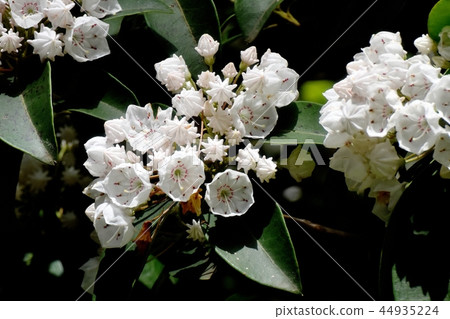 Karmia(Aestheticum)盛開在調布植物園 Karmia(Aestheticum)盛開在調布植物園 44935224