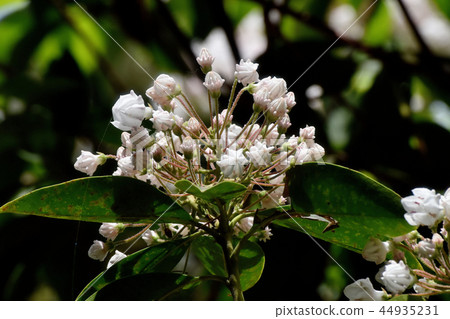 Karmia (Aestheticum) blooming in the Chofu Botanical Garden Karmia (Aestheticum) blooming in the Chofu Botanical Garden 44935231