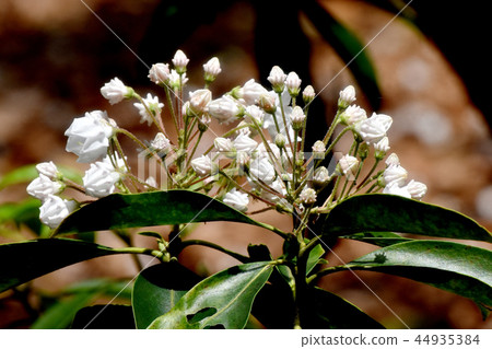 Karmia (Aestheticum) blooming in the Chofu Botanical Garden 44935384