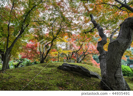 Autumn maple color of Korakuen garden in Japan Autumn maple color of Korakuen garden in Japan 44935491