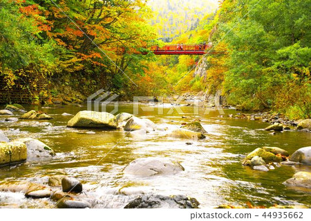 Yellow leaves of burning Futami suspension bridge Yellow leaves of burning Futami suspension bridge 44935662
