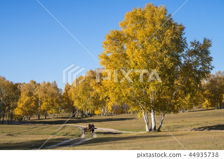 Birch 44935738