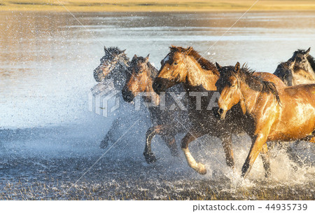 gallop gallop 44935739