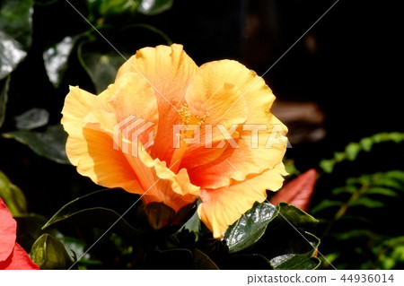 Orange hibiscus blooming in Chofu botanical garden 44936014