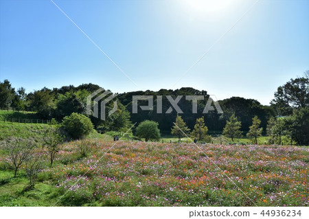 初秋村莊山風景茅崎 初秋村莊山風景茅崎 44936234