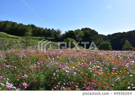 初秋村莊山風景茅崎 44936264