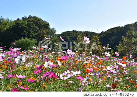 Early autumn village mountain scenery Chigasaki Early autumn village mountain scenery Chigasaki 44936270