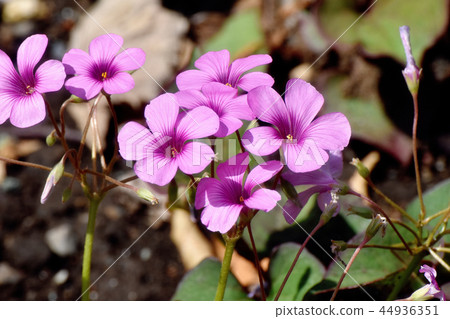  Imokatabami盛開在三鷹中原 44936351