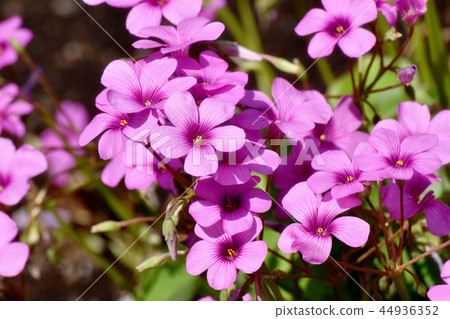  Imokatabami盛開在三鷹中原 44936352