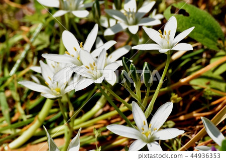 Ooamana盛開在三鷹中原 44936353