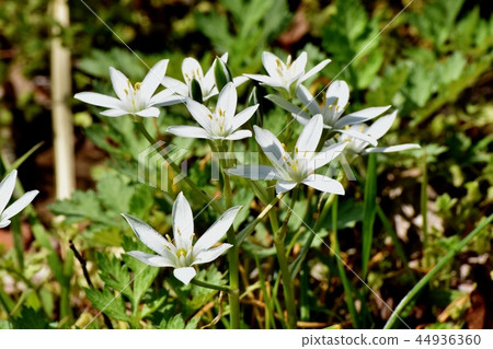 Ooamana盛開在三鷹中原 44936360