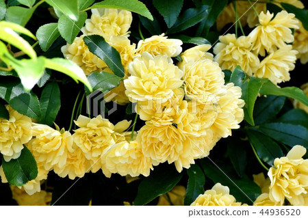 黃色嘲笑開花在三鷹中原 黃色嘲笑開花在三鷹中原 44936520