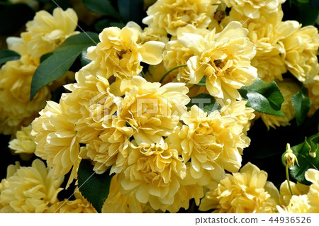黃色嘲笑開花在三鷹中原 黃色嘲笑開花在三鷹中原 44936526
