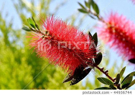 開花在三鷹中原的紅色蕓苔花 44936744