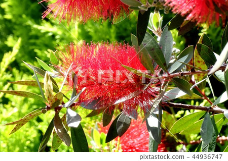 Red Brassica flowers blooming in Mitaka Nakahara 44936747