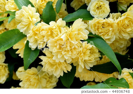 Yellow mockborne blooming in Mitaka Nakahara 44936748