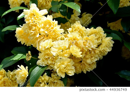 黃色嘲笑開花在三鷹中原 44936749