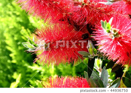 開花在三鷹中原的紅色蕓苔花 44936750