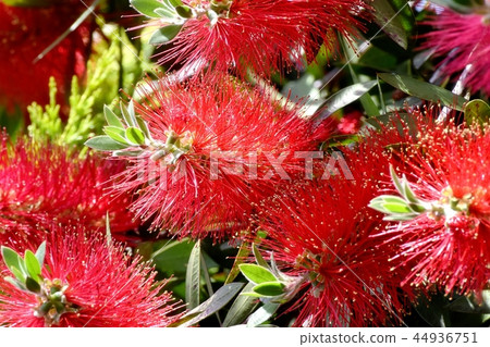 開花在三鷹中原的紅色蕓苔花 44936751