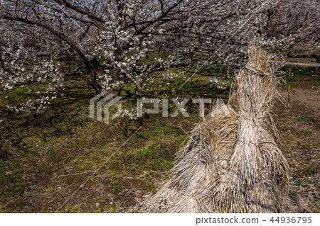 Sparkle of early spring, sparkling spring 44936795