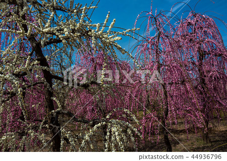 Sparkle of early spring, sparkling spring 44936796