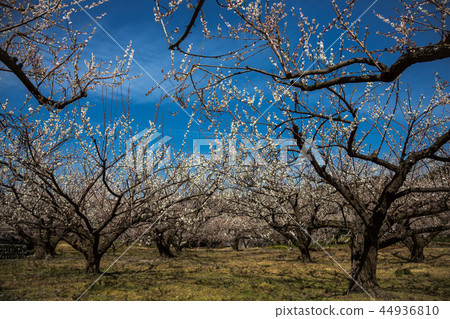 Sparkle of early spring, sparkling spring 44936810