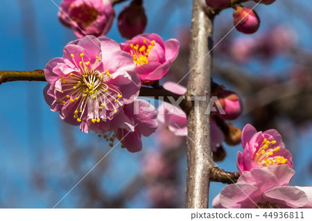 Sparkle of early spring, sparkling spring 44936811