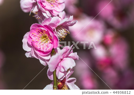 Sparkle of early spring, sparkling spring Sparkle of early spring, sparkling spring 44936812