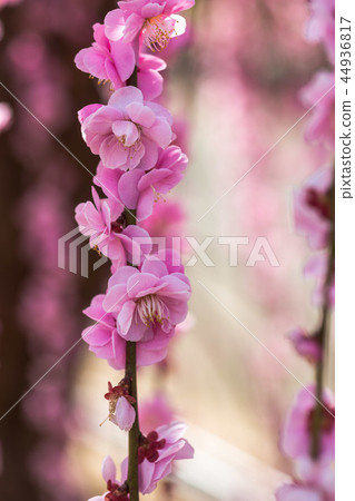 Sparkle of early spring, sparkling spring 44936817