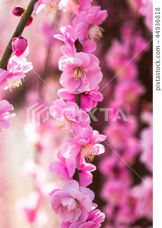 Sparkle of early spring, sparkling spring 44936818