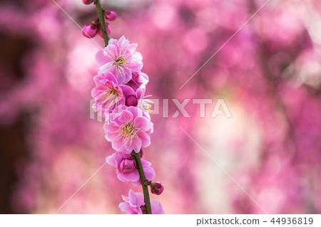 Sparkle of early spring, sparkling spring Sparkle of early spring, sparkling spring 44936819