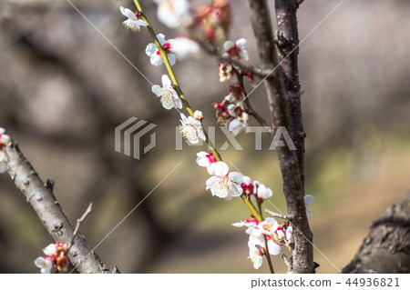 Sparkle of early spring, sparkling spring Sparkle of early spring, sparkling spring 44936821