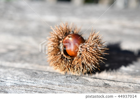 Saki chestnut 44937014