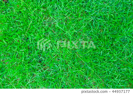 Top view of Green lawn, backyard for background. Top view of Green lawn, backyard for background. 44937177