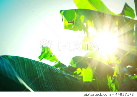 The evening sun shining through a banana leaf. 44937178