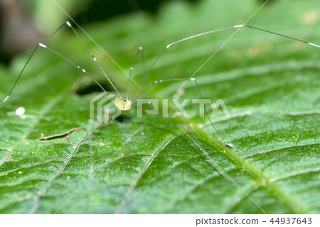 房子甲蟲 44937643