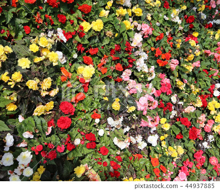 Many flowering begonias  44937885