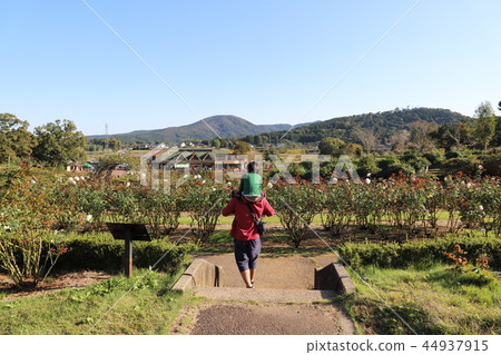 Shoulder car Ibaraki flower park 44937915