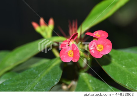 Red Hanakilin Red Hanakilin 44938008