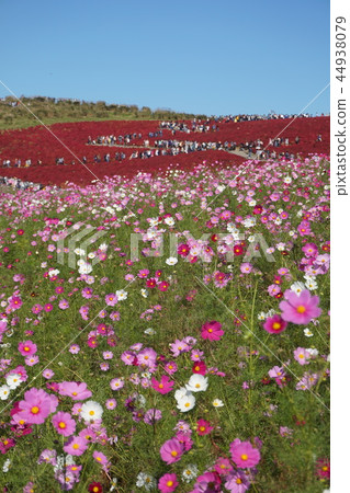 Cosmos and Kokia Cosmos and Kokia 44938079