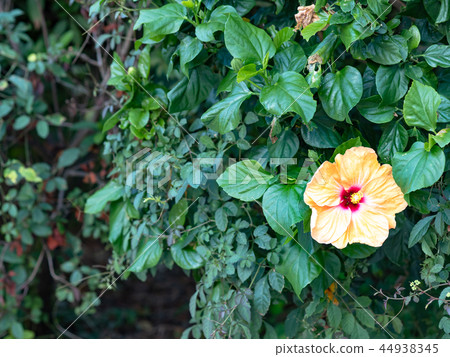 Southern country image Southern country image 44938345