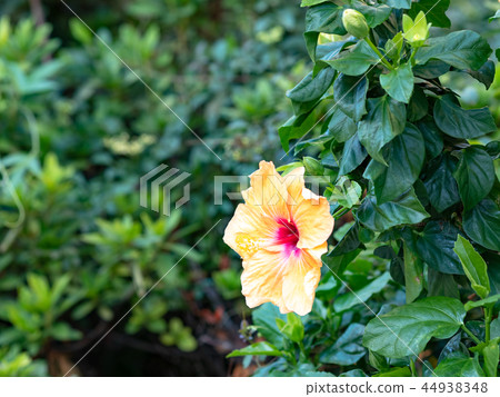 Southern country image 44938348