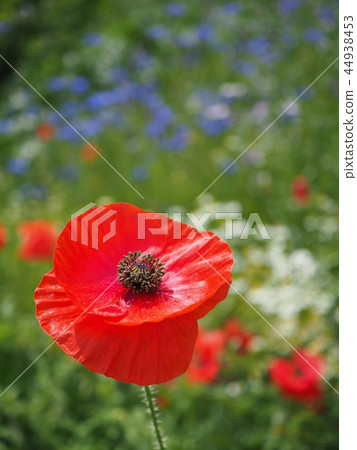 Poppy Poppy 44938453