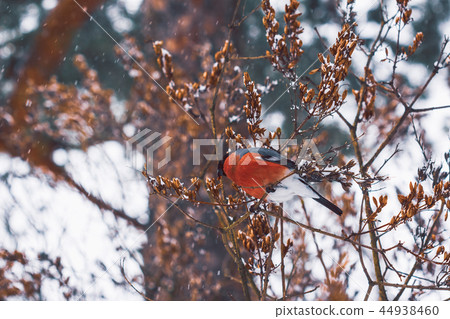Bullfinch in nature eats seeds on a bush Bullfinch in nature eats seeds on a bush 44938460