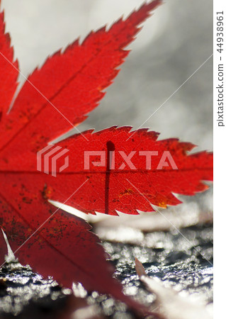 Tottori four seasons walk winter Toko-ji Temple autumn leaves Tottori four seasons walk winter Toko-ji Temple autumn leaves 44938961